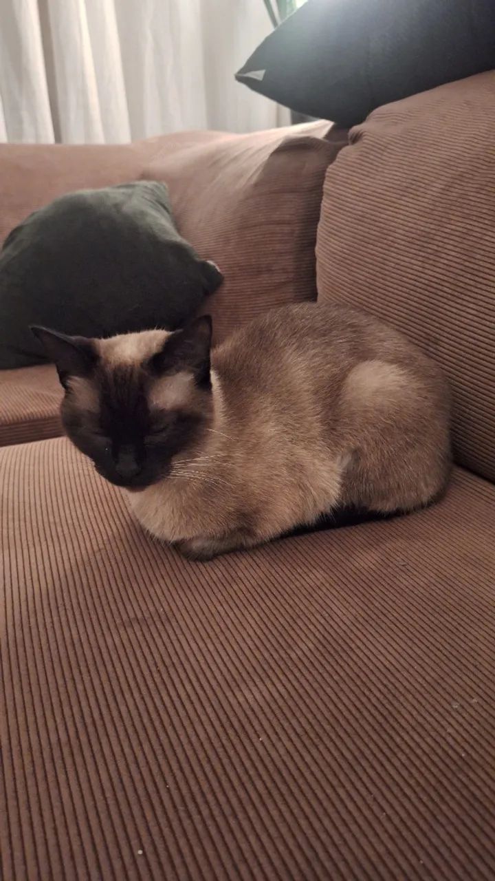GATA PARA ADOÇÃO RESPONSÁVEL | CASTRADA  - Foto 4
