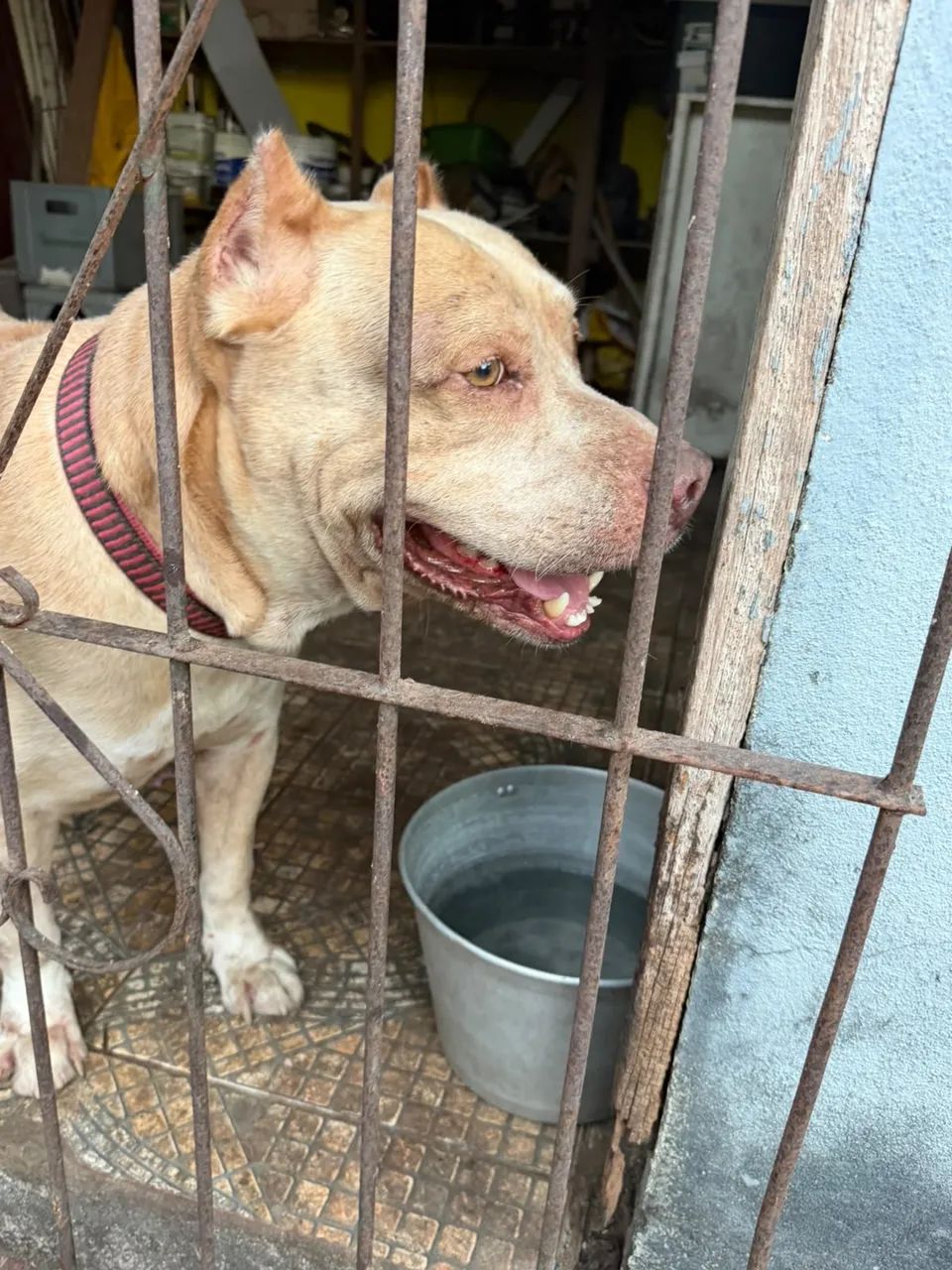 Doação de Cachorro de raça Pitbull. 