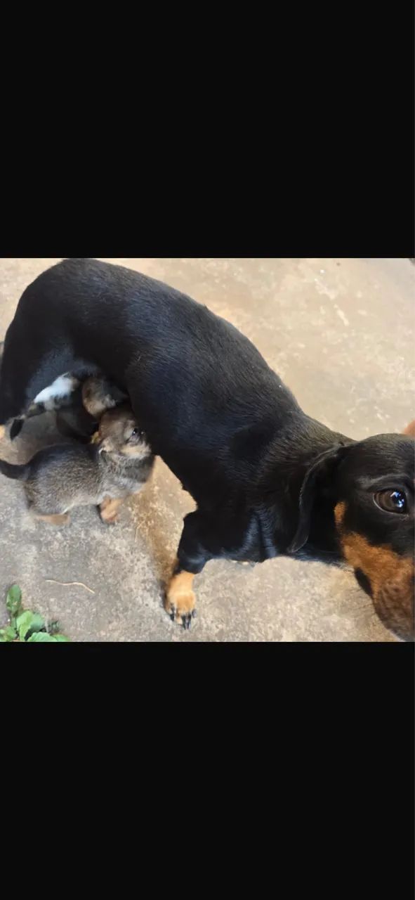 Cachorrinhos o pai é shitszu  - Foto 2