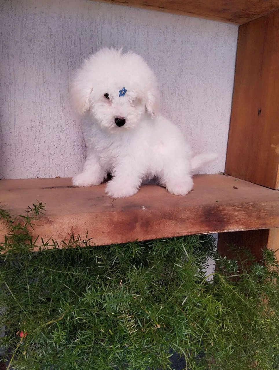 Poodle micro toy macho  - Foto 2