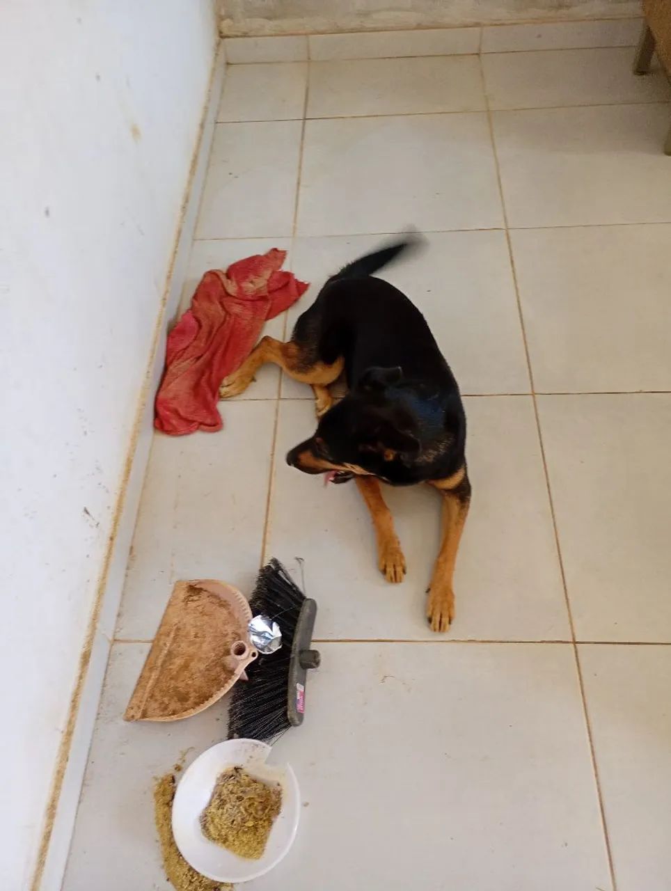 Cachorro para doação  misturado com rotwailler. - Foto 4