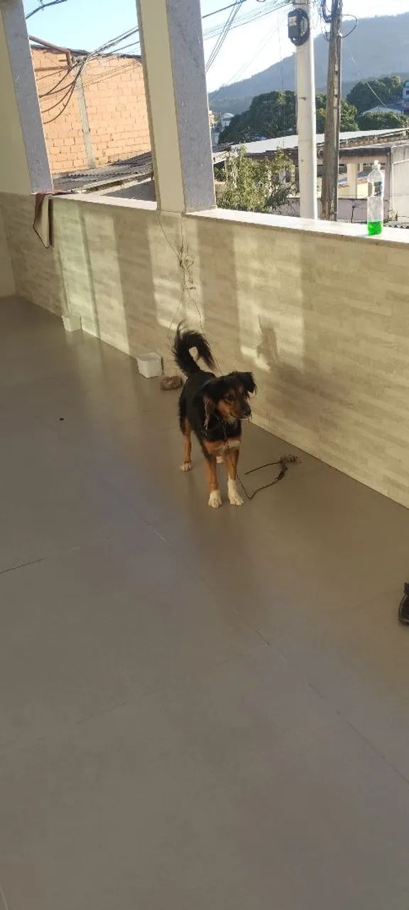 Doação de Cachorro Macho  - Foto 2
