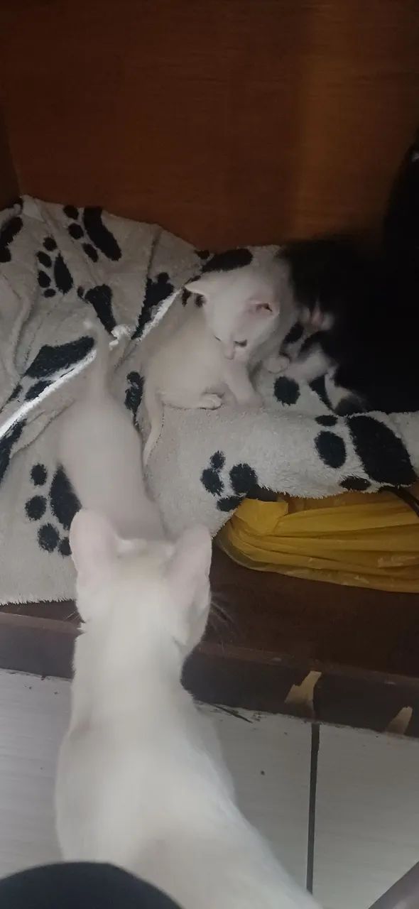 Doa se gatinhos