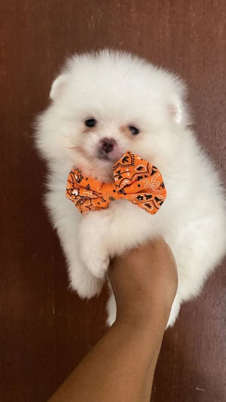 Spitz alemão 