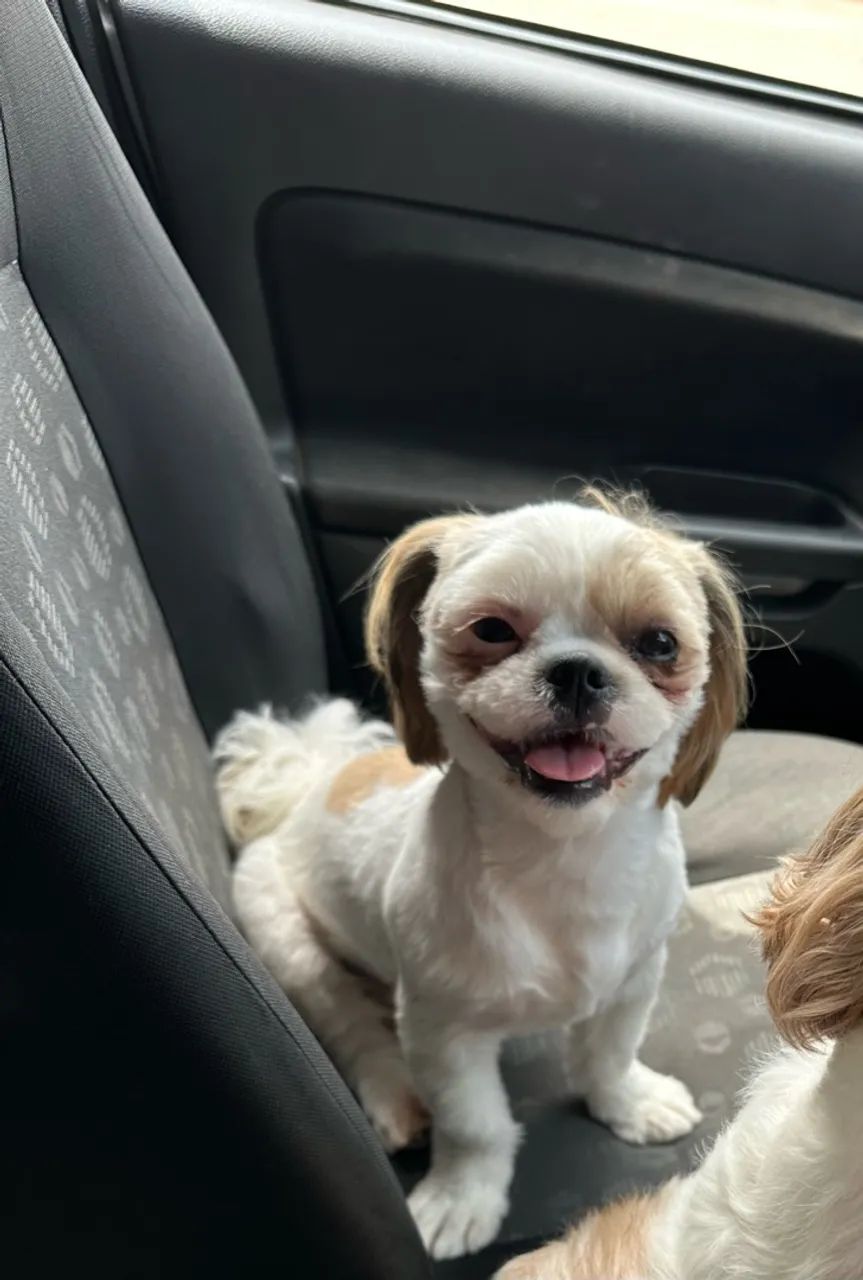 Shih Tzu - Foto 2