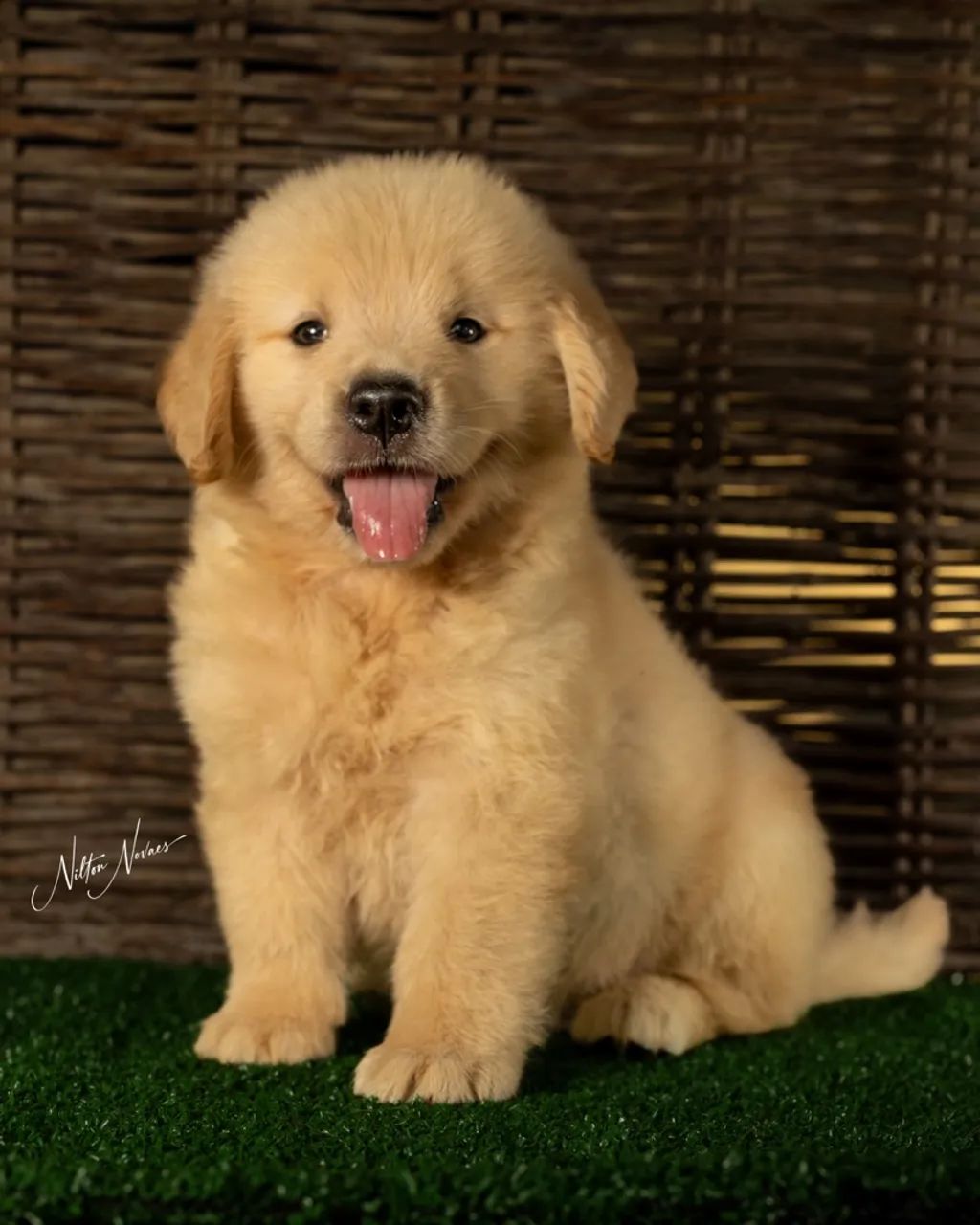 Filhotes Golden Retriever  - Foto 2