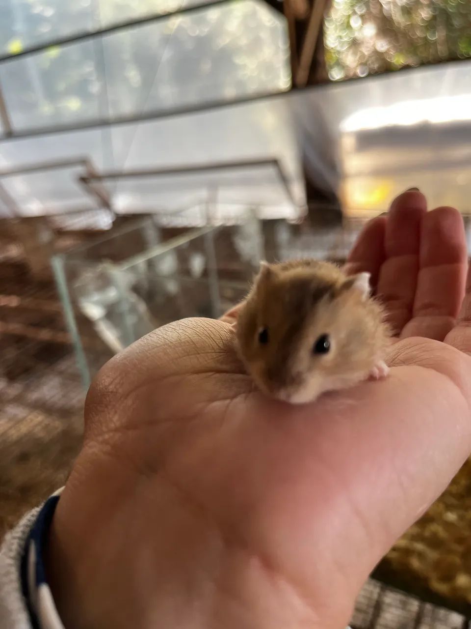 Hamsters - Foto 3