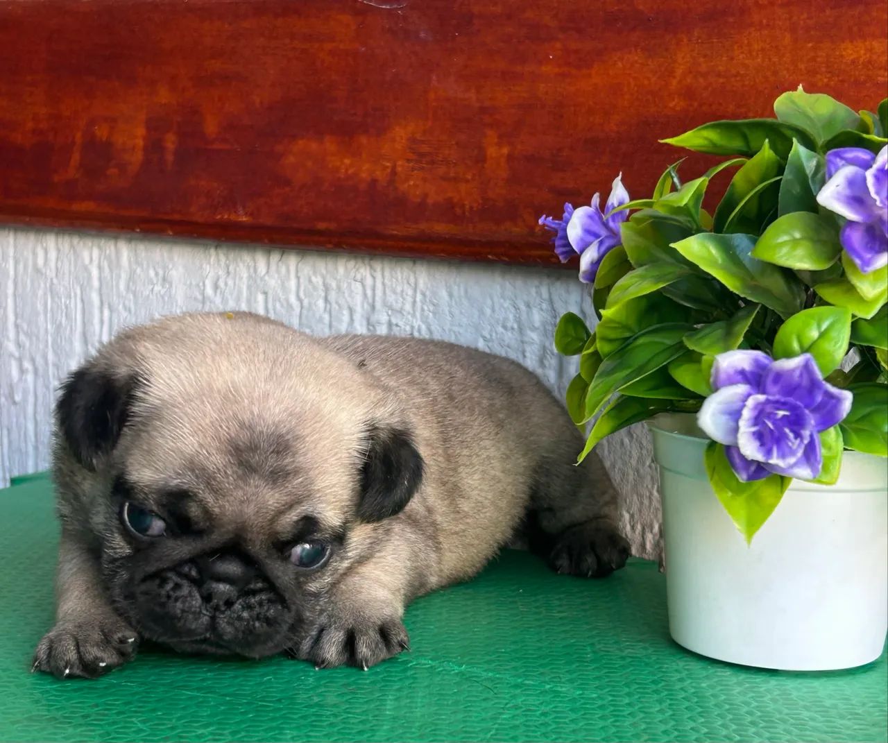 Pug macho com pedigree - Foto 5
