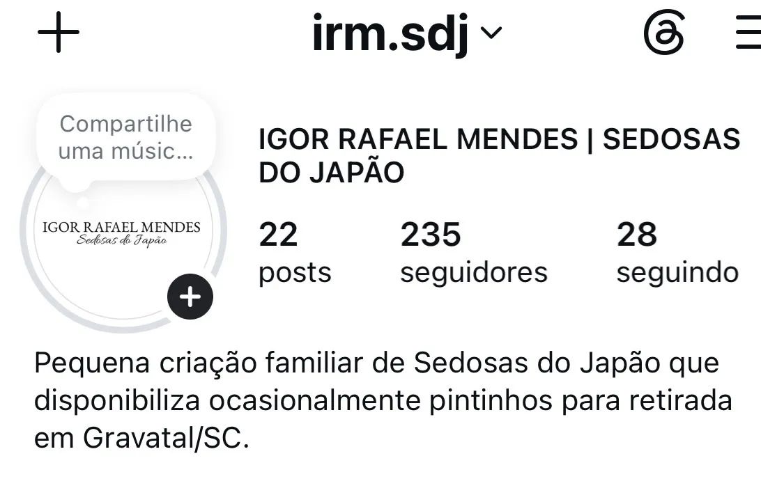Pintinhos de Sedosa do Japão - Foto 2