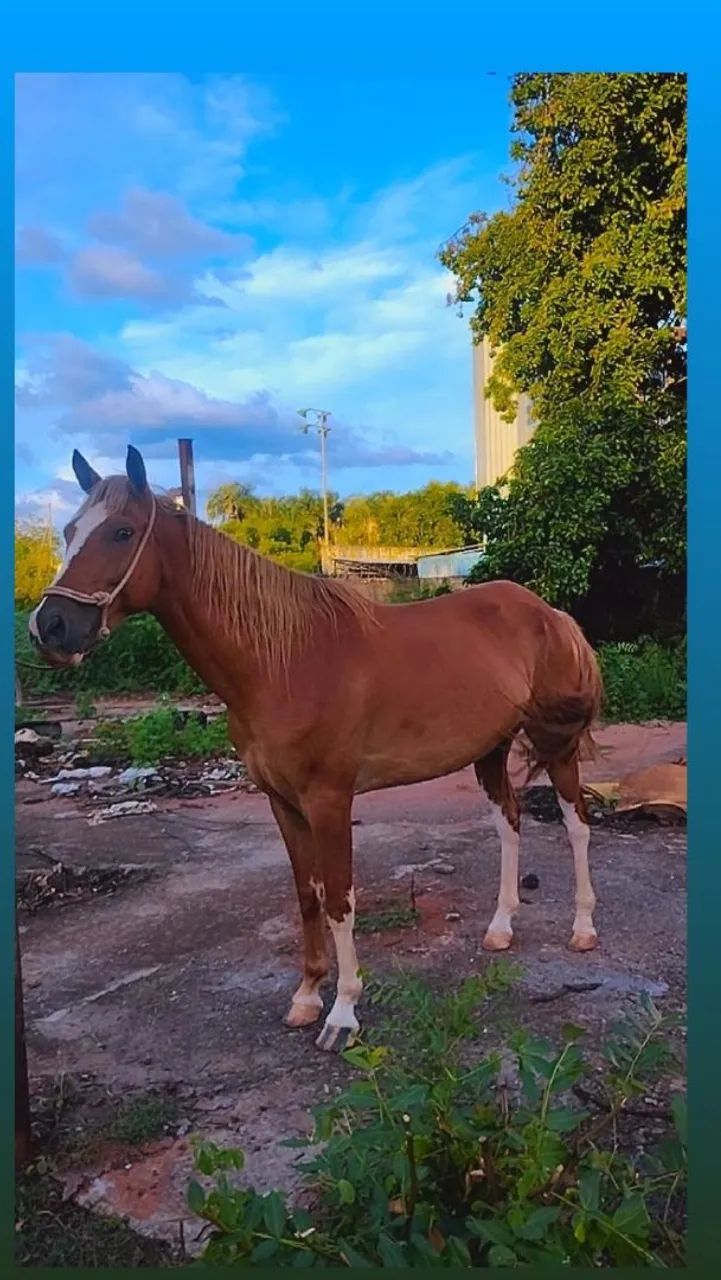 Vendo cavalo 