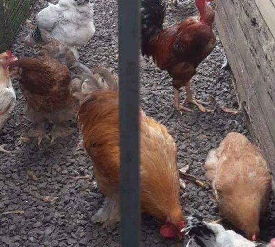 Galo e galinha raça Brahma Gravataí  - Foto 5