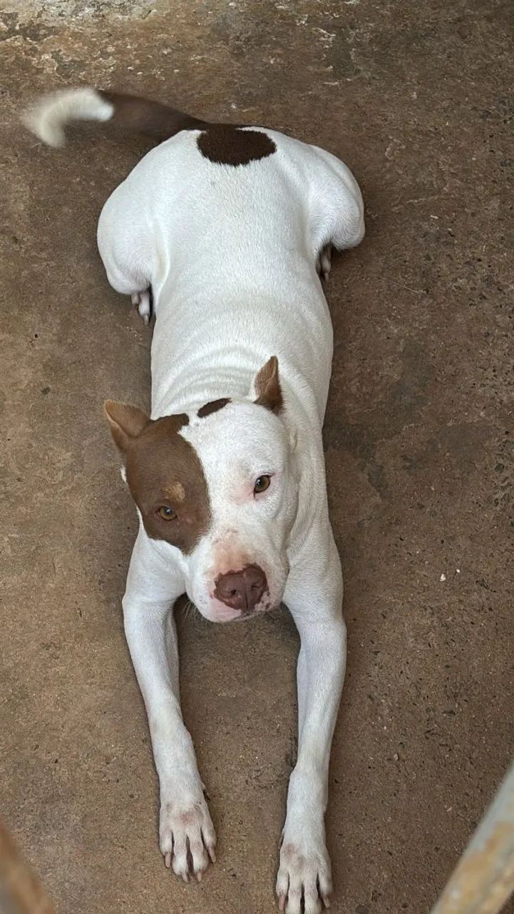 Filhote de Pitbull Merle - Foto 5