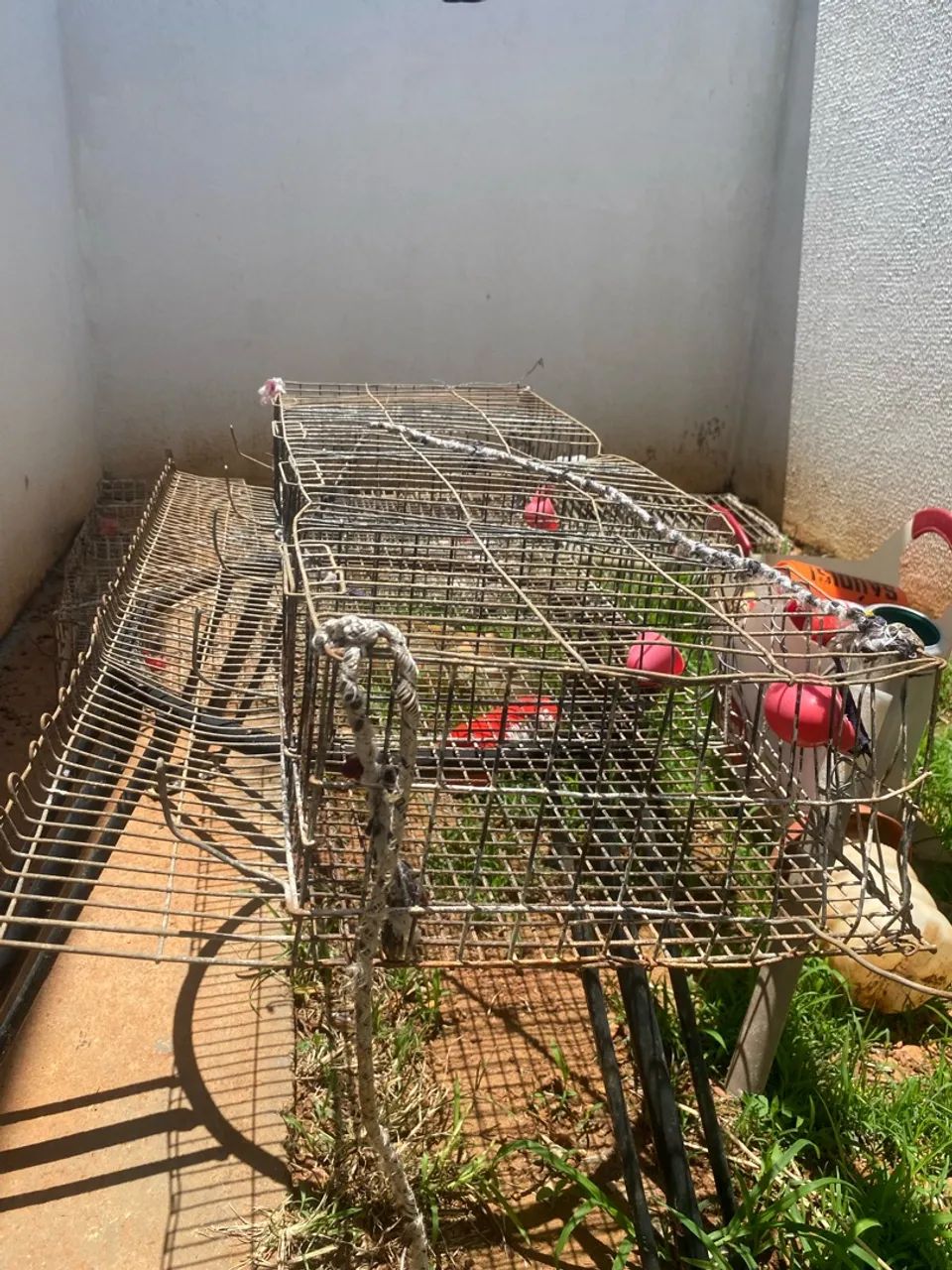 Gaiola para codorna  - Foto 3