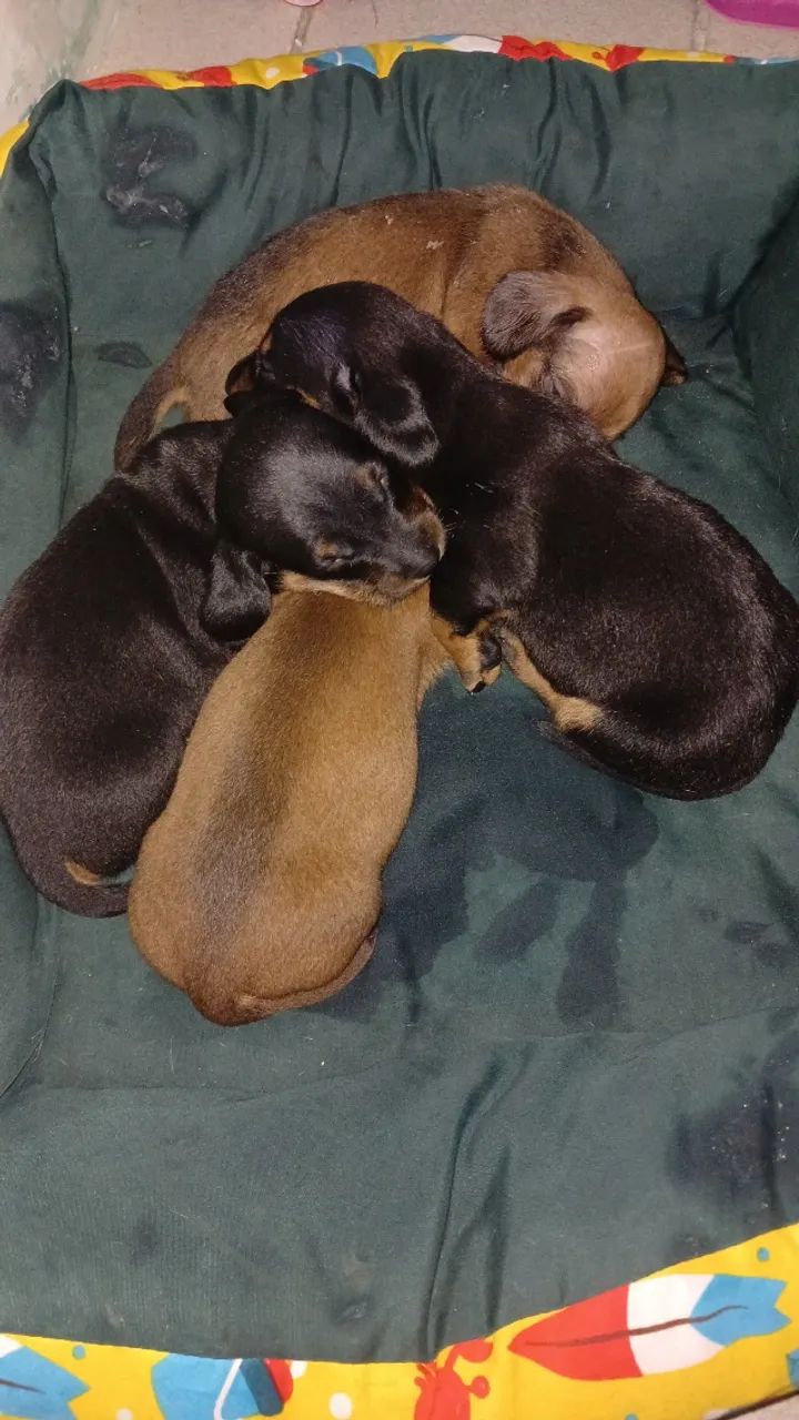 Dachshund  - Foto 4