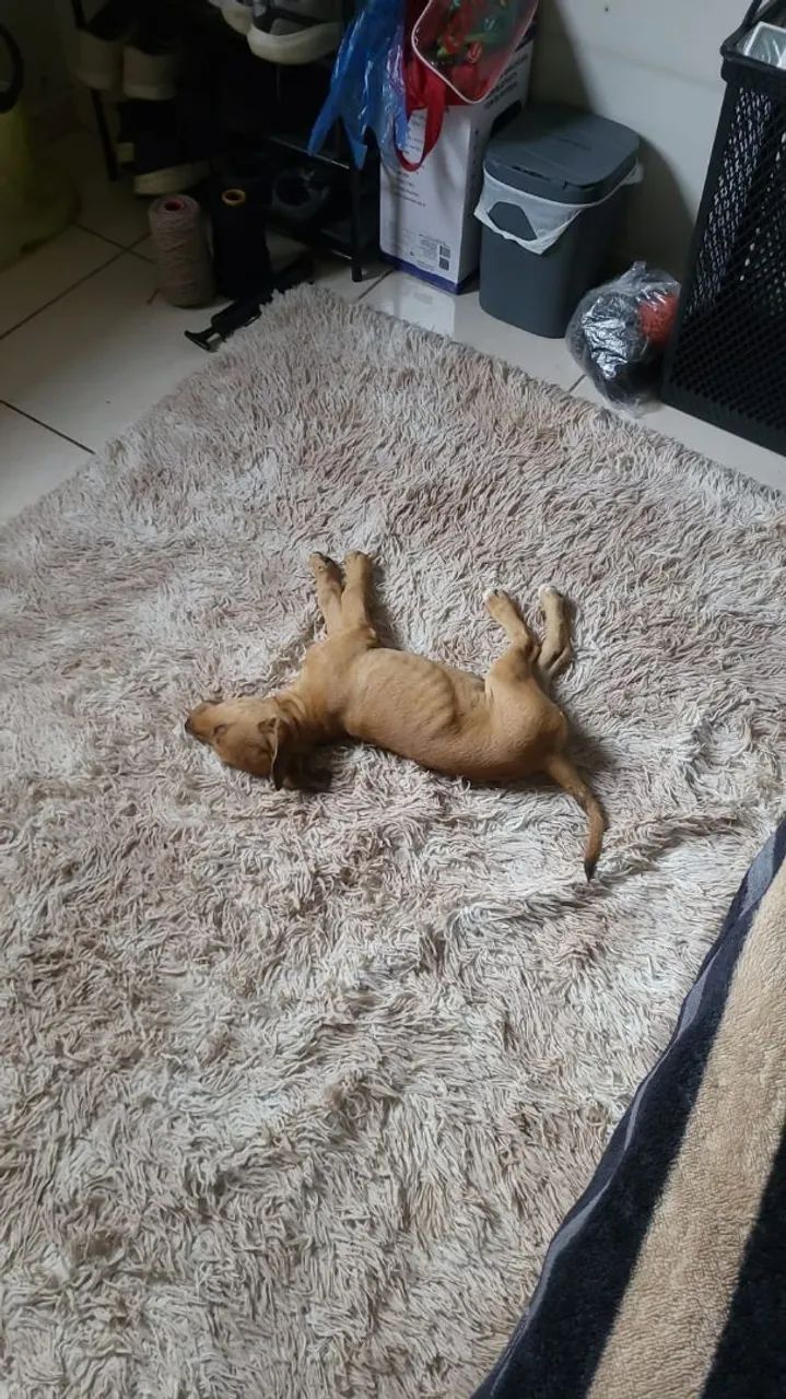 Doa-se cachorra filhote - Foto 2