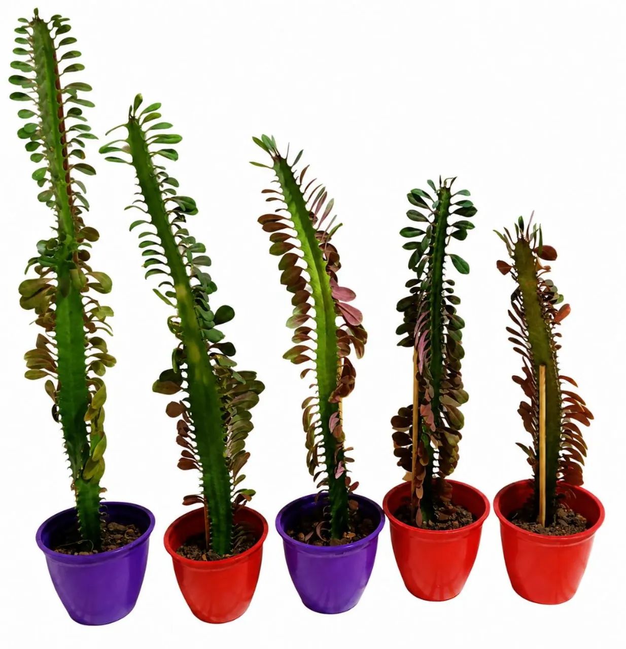 Vendo cactos