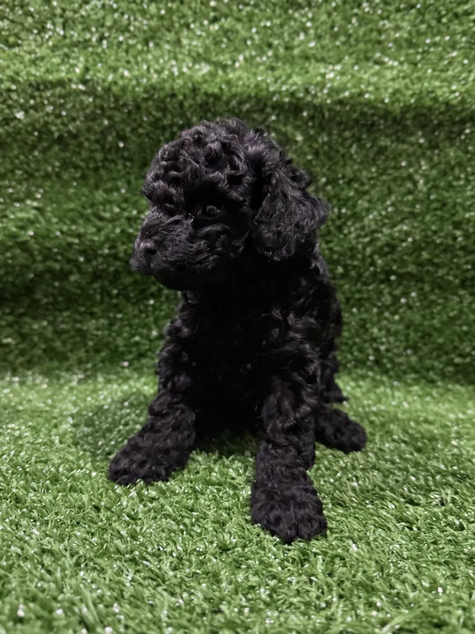 Poodle Toy Macho Black  - Foto 3