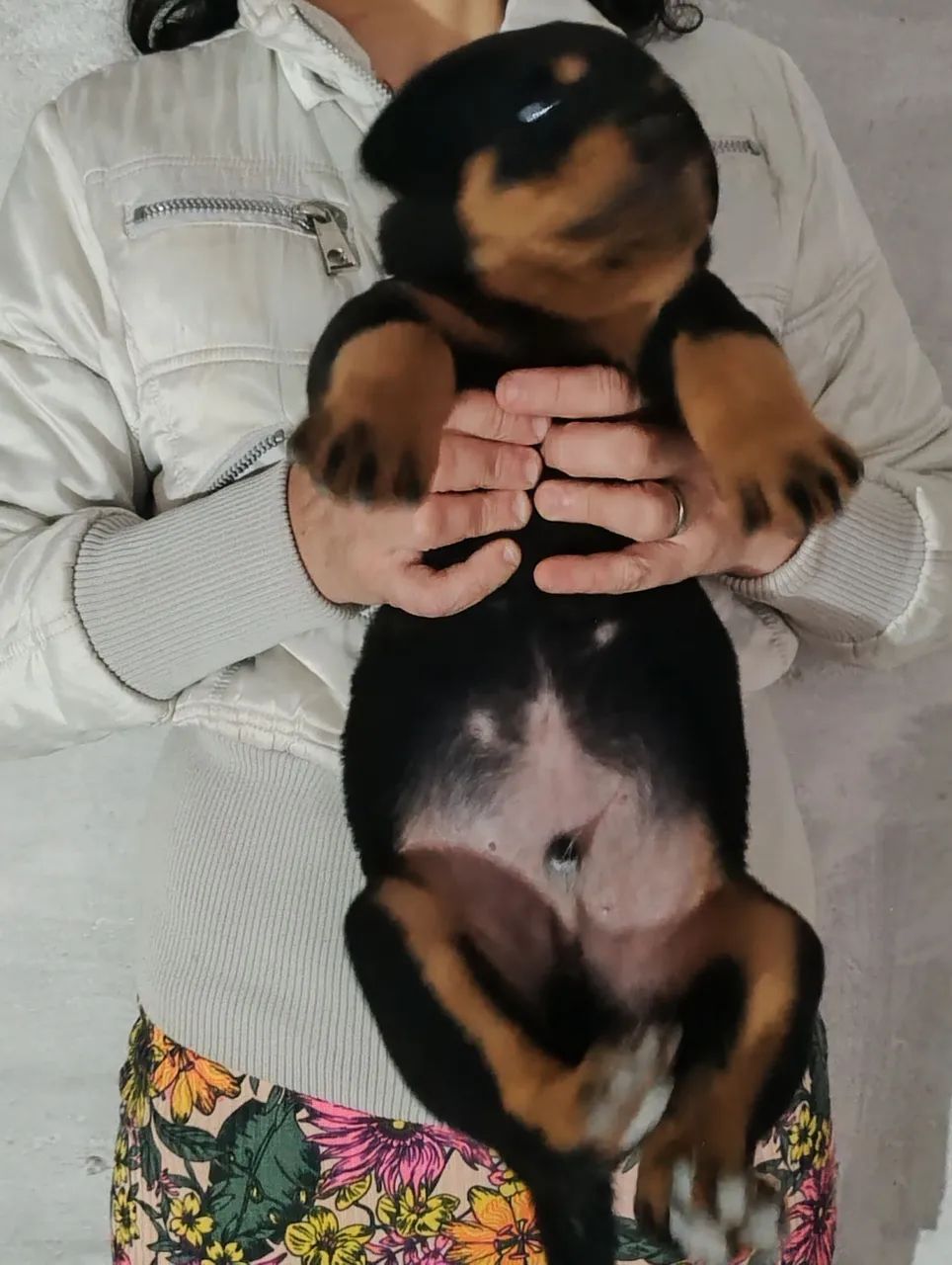 Rottweiler  - Foto 3