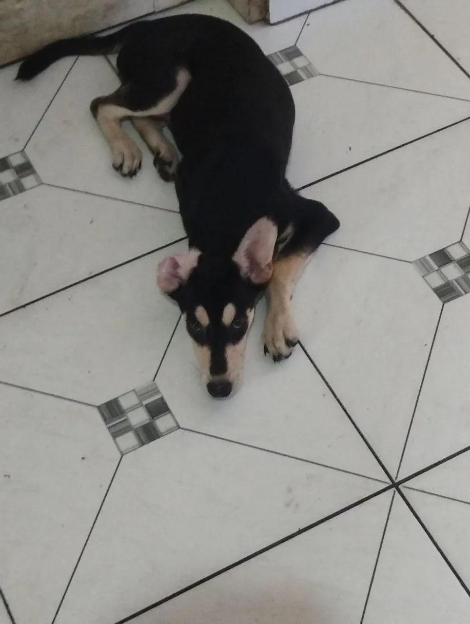 Para doação  - Foto 4