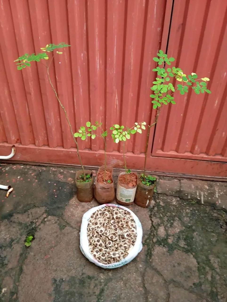 Mudas e sementes de Moringa  - Foto 4