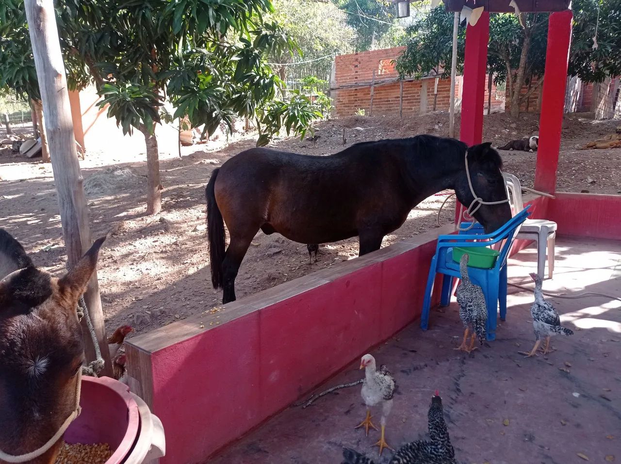 Cavalo Piquiras domado  - Foto 2
