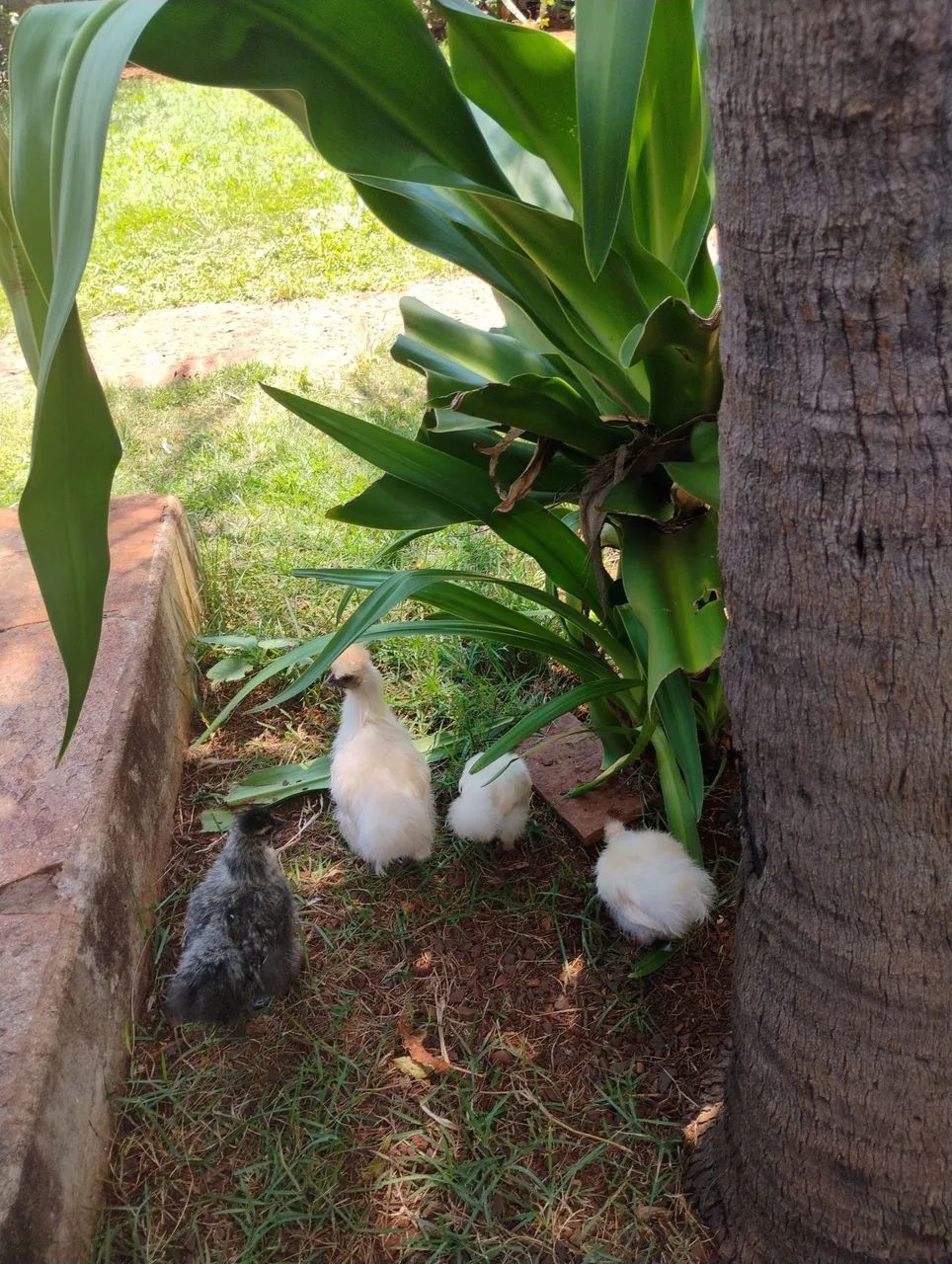 VENDO SEDOSA  - Foto 6