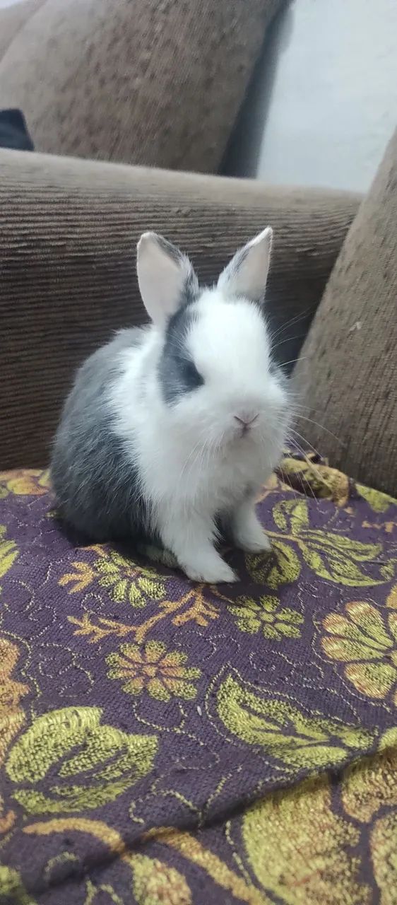 Coelho 