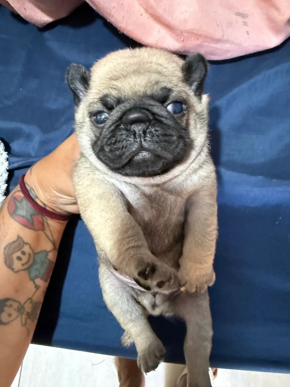 Pug disponível 