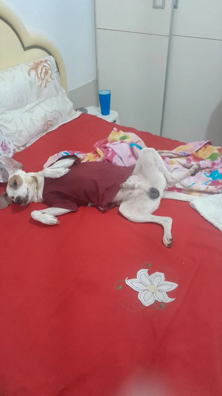 Doação  - Foto 2