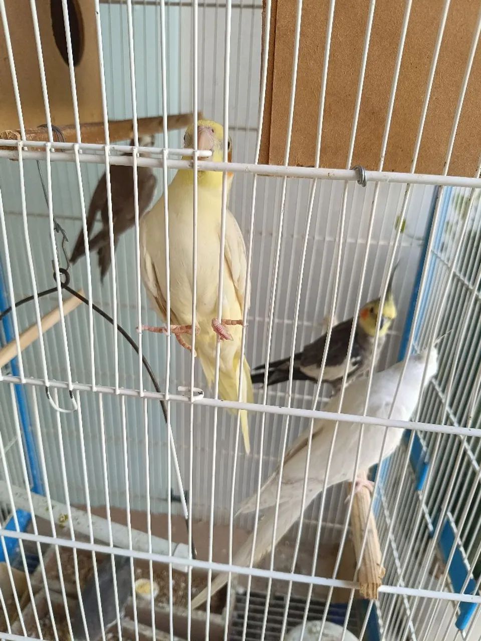 Vendo