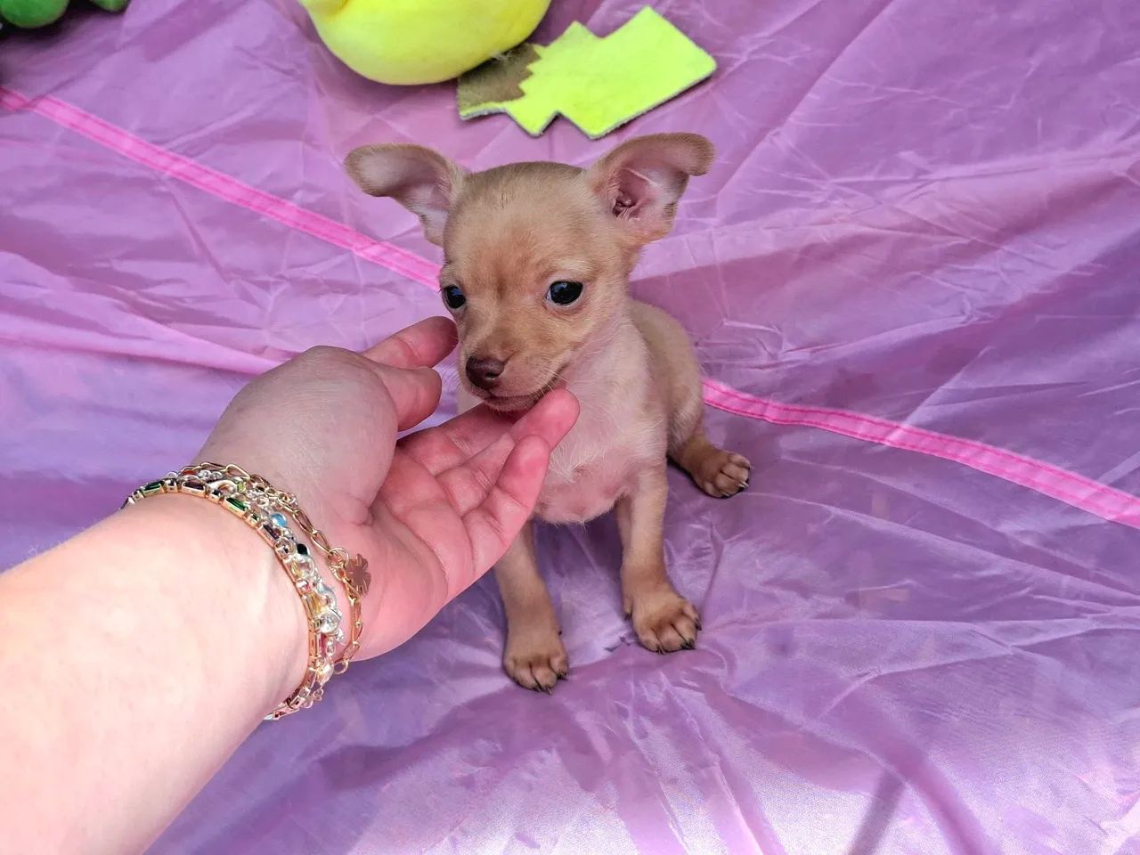 FILHOTES PINSCHER - Foto 4