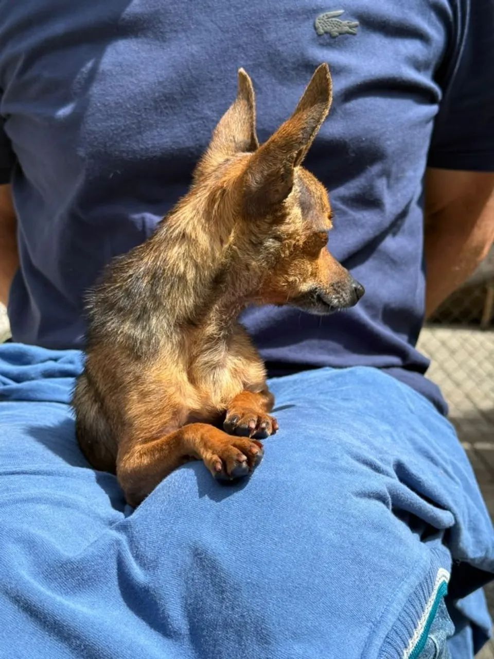 Pinscher padreador. - Foto 2