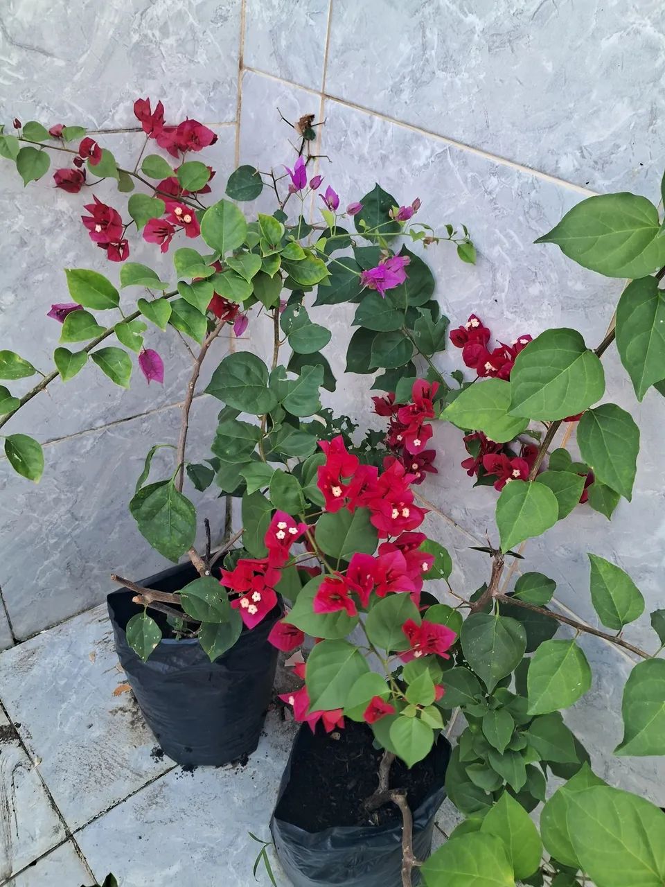 Jardim  - Foto 2