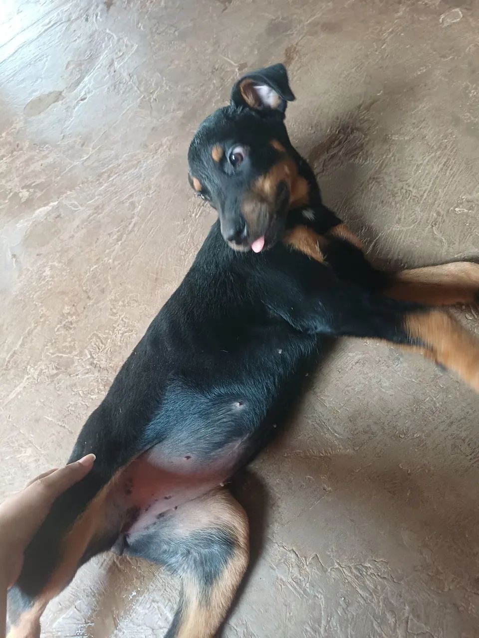 cachorro rottweiler  - Foto 5