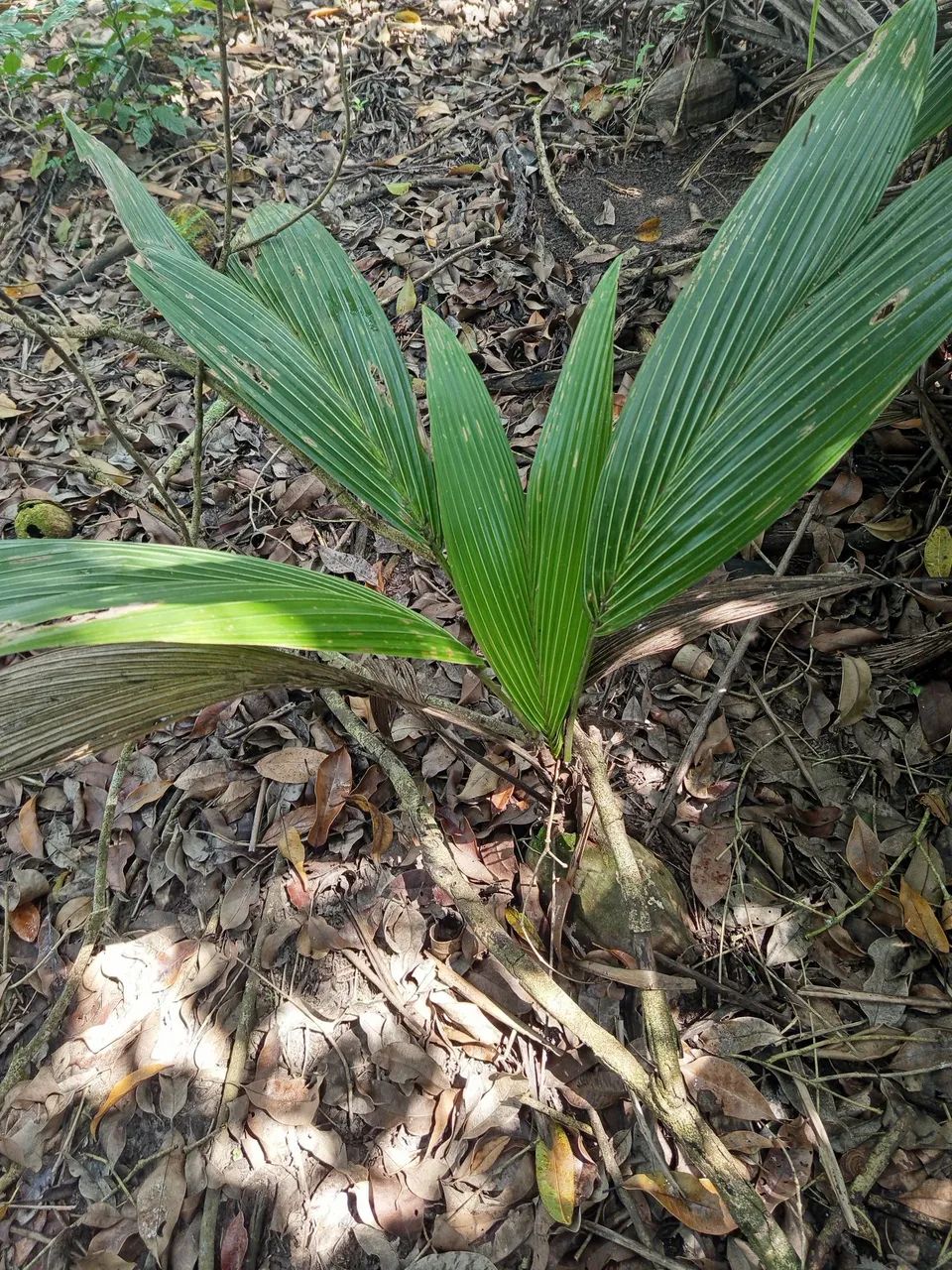 Mudas de pé de coco  - Foto 2