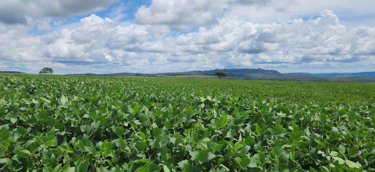 Arrendamento Fazenda SOJA