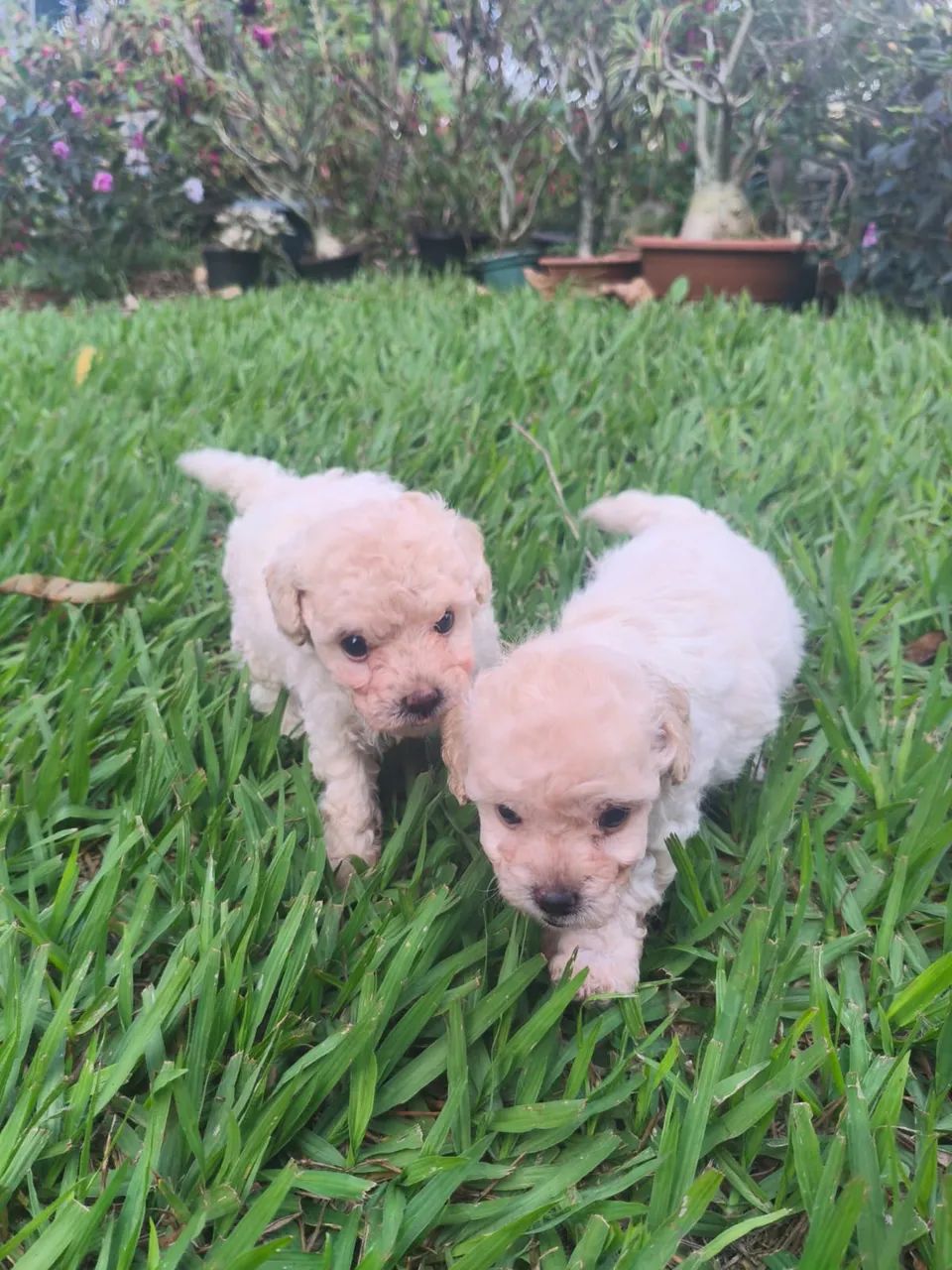 Poodle macho toy $2.300,00 - Foto 2