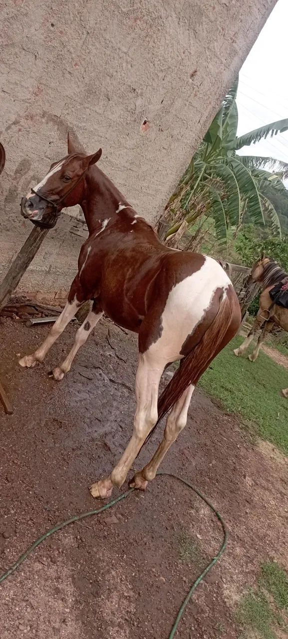 cavalo  - Foto 3