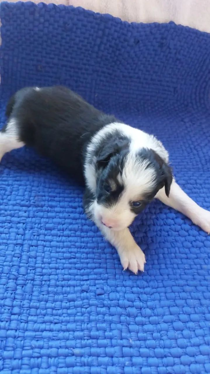 Border collie  - Foto 3