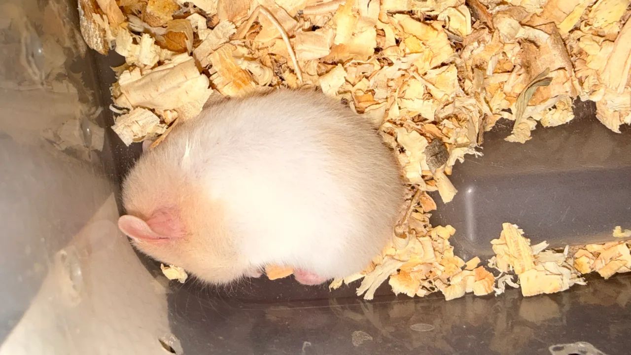 Hamster filhotes  - Foto 2