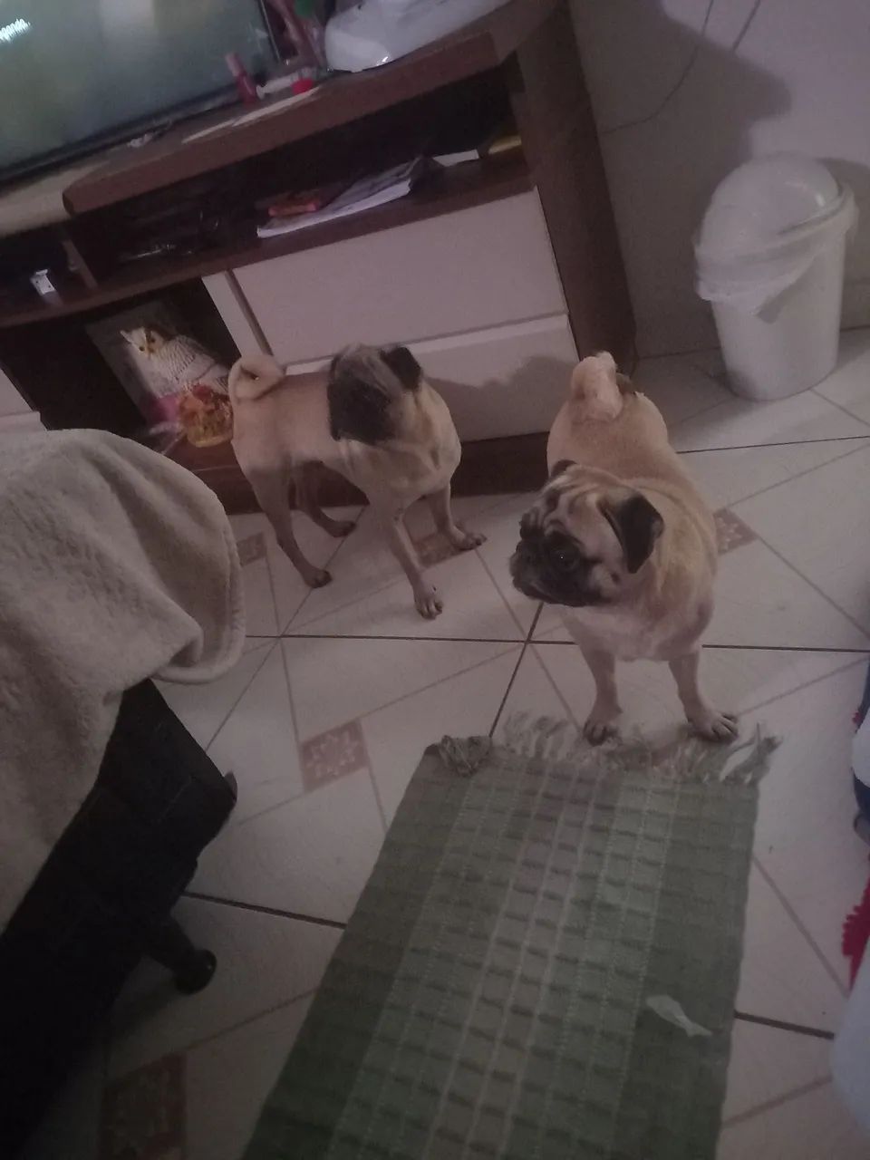 Meu cachorro Pug com vulgo Fred procuro uma fêmea para cruzar
