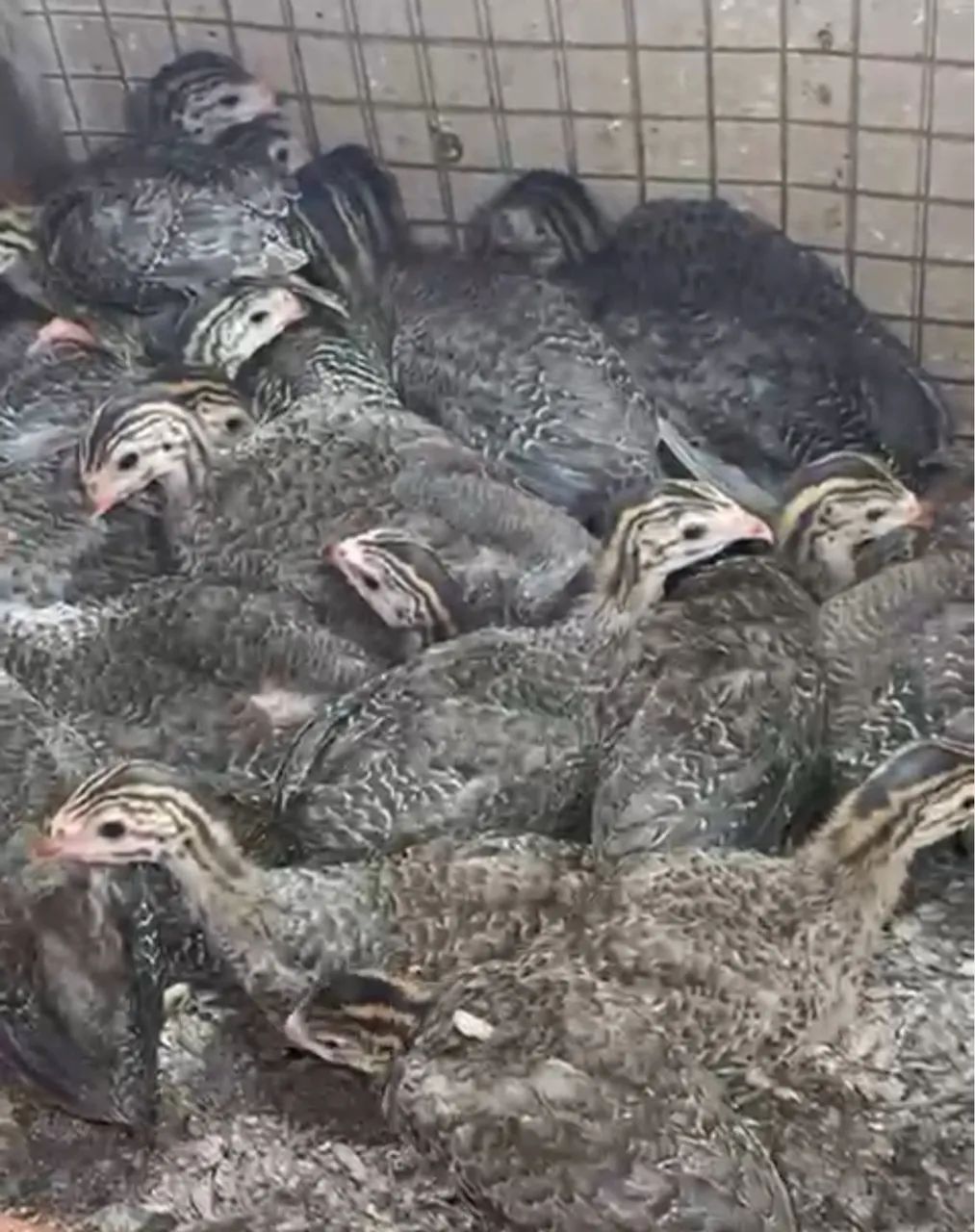 Angola Gigante Francesa - Entrego