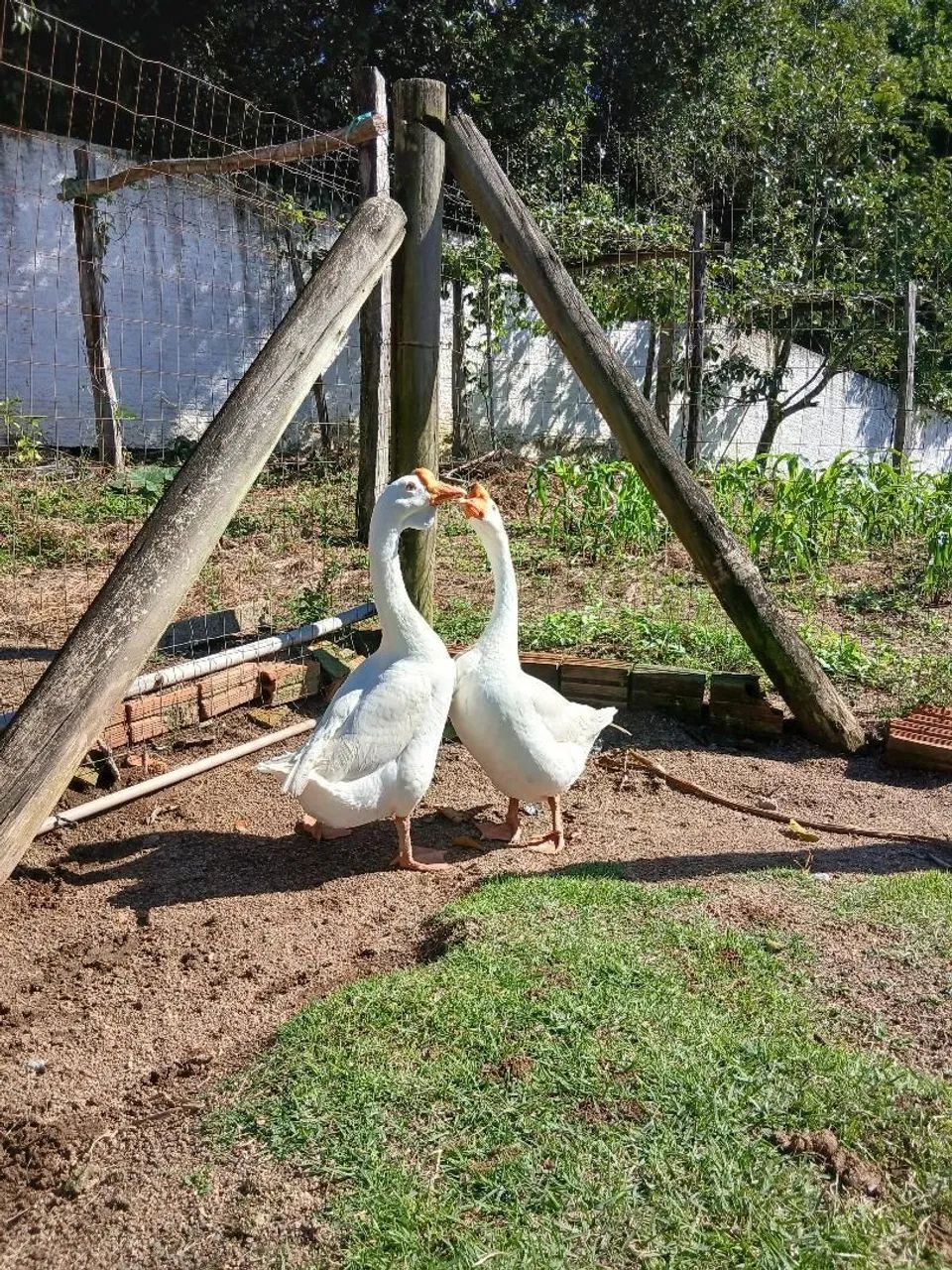 Vendo dois gansos machos - Foto 3