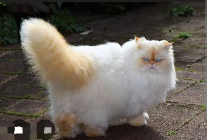 Himalaia red pont filhote nascido 24/11/2025  - Foto 6