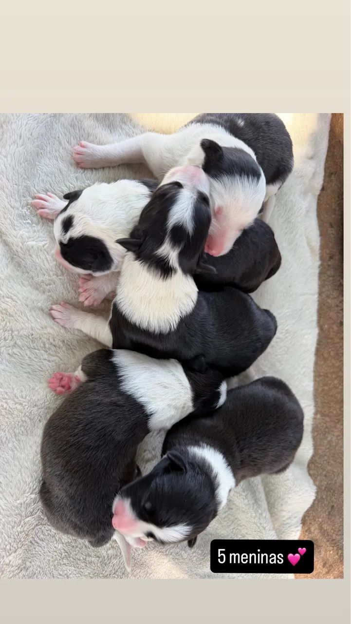 Border collie Raça