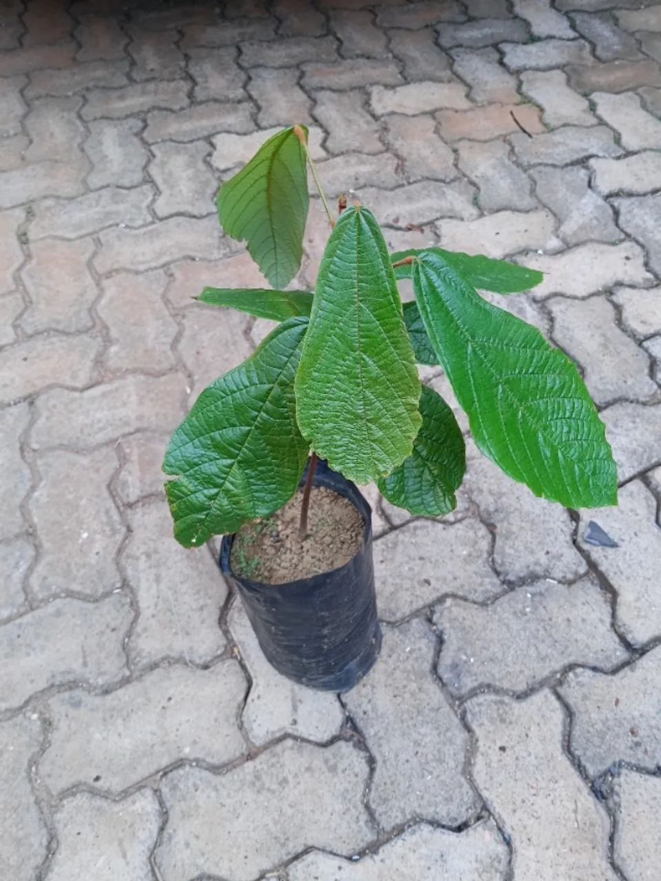 MUDAS DE CUPUAÇU