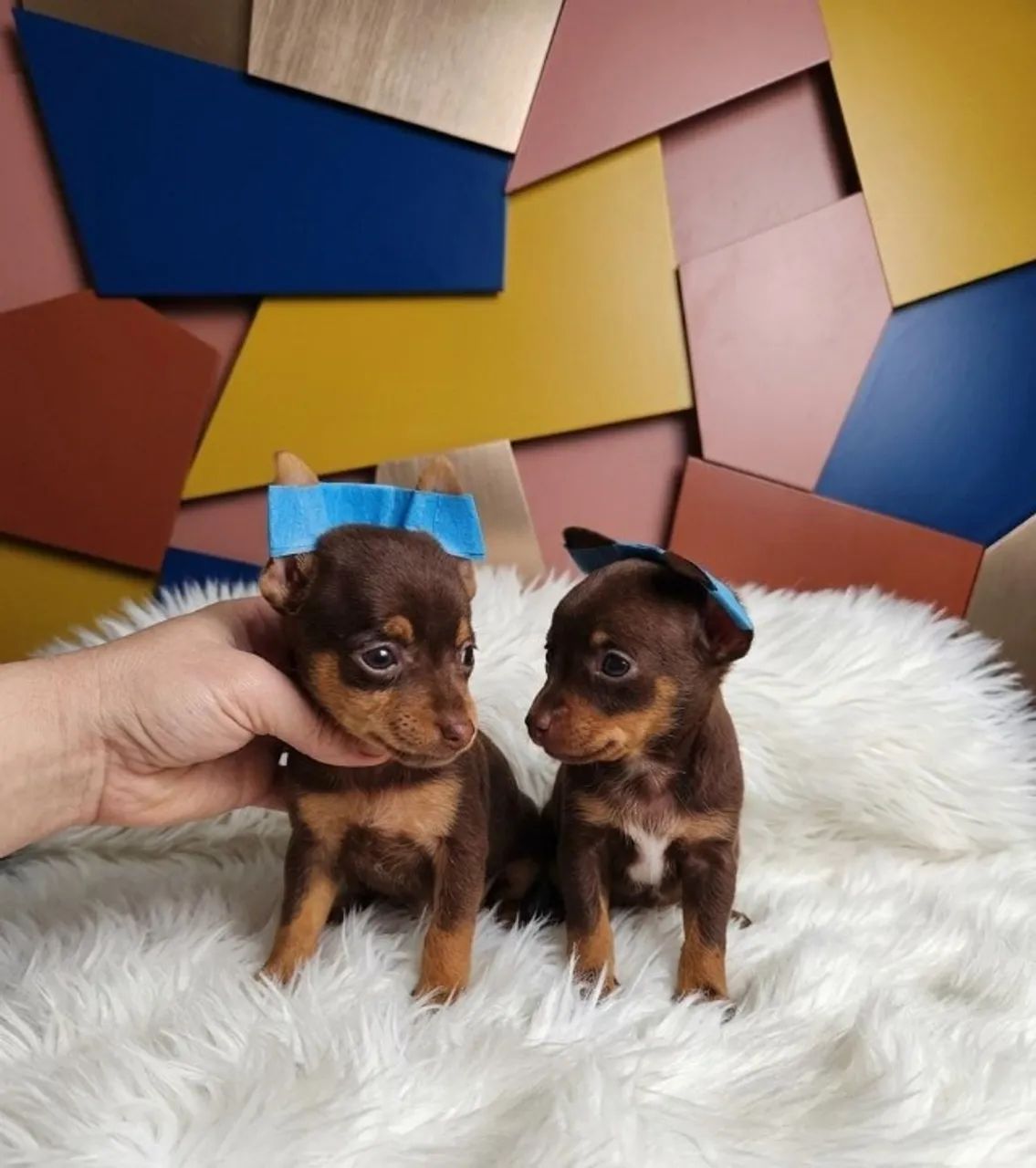 Pinscher Machinho de Destaque