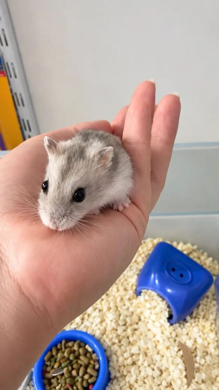 Hamster anão russo  - Foto 5