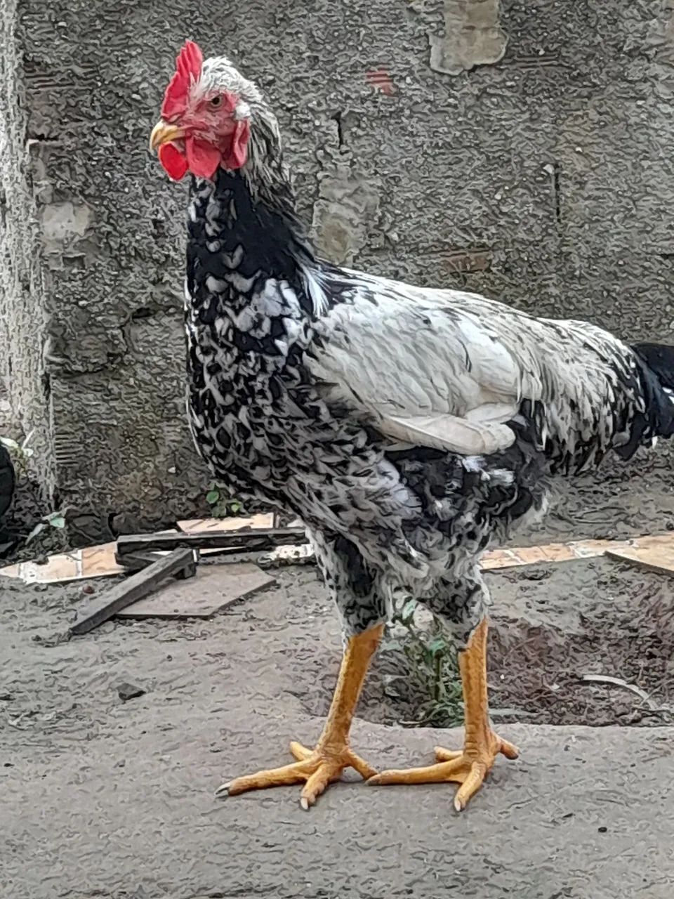 Frango Balão motley - Foto 2