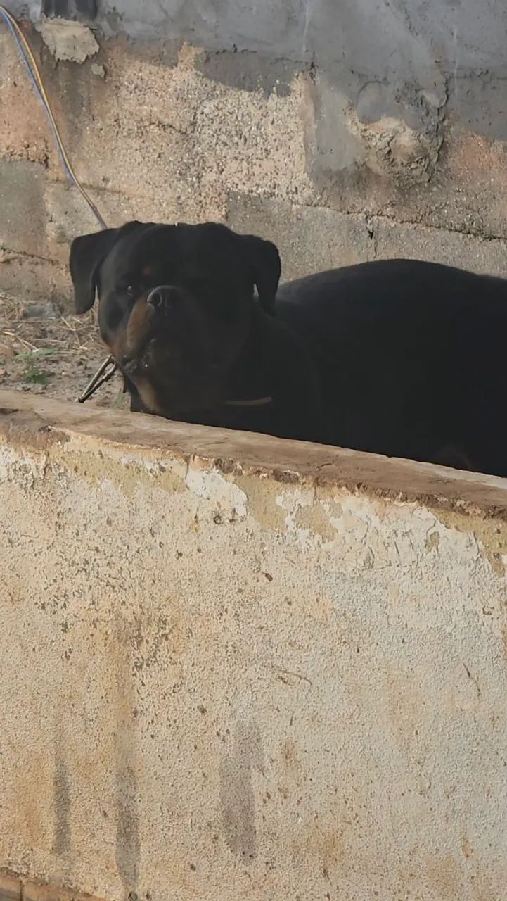 Filhotes Rottweiler 